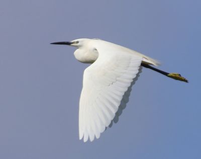 Kleine Zilverreiger - Little Egret