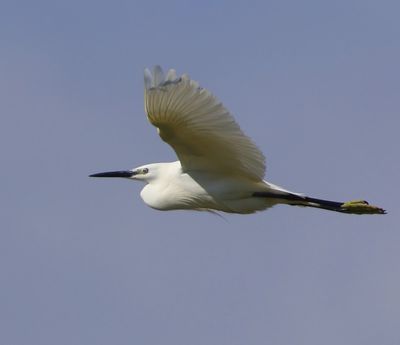 Kleine Zilverreiger - Little Egret