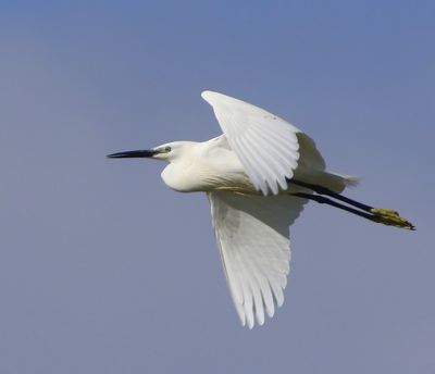 Kleine Zilverreiger - Little Egret