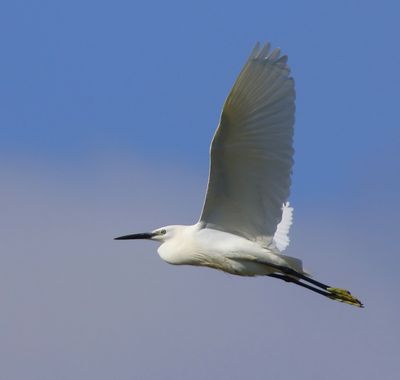 Kleine Zilverreiger - Little Egret