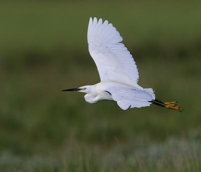 Kleine Zilverreiger - Little Egret
