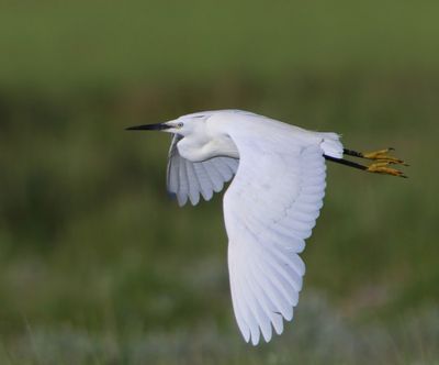 Kleine Zilverreiger - Little Egret