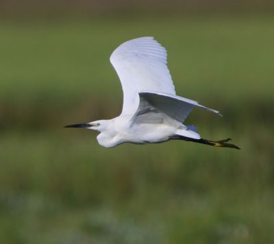 Kleine Zilverreiger - Little Egret