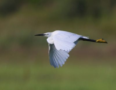Kleine Zilverreiger - Little Egret