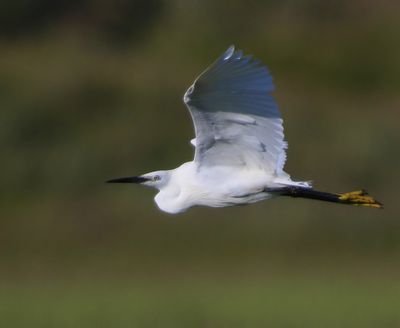 Kleine Zilverreiger - Little Egret