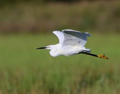 Kleine Zilverreiger - Little Egret