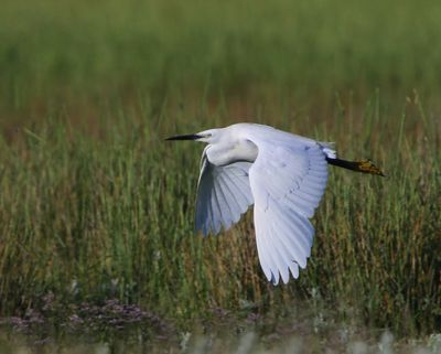 Kleine Zilverreiger - Little Egret
