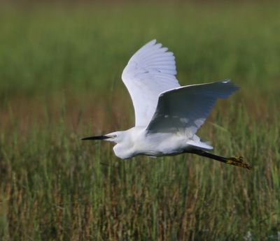 Kleine Zilverreiger - Little Egret