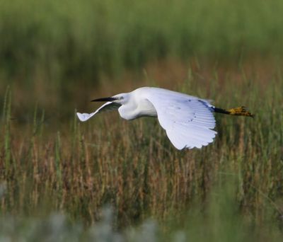 Kleine Zilverreiger - Little Egret