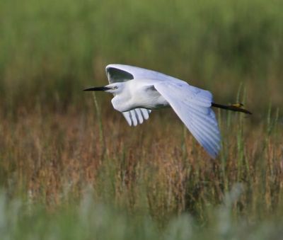 Kleine Zilverreiger - Little Egret