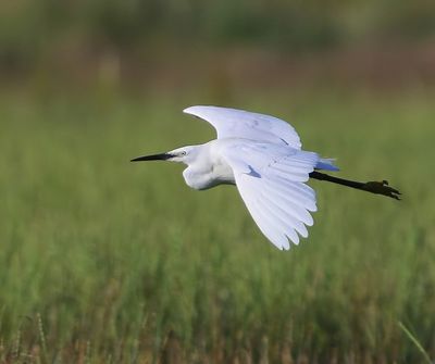 Kleine Zilverreiger - Little Egret