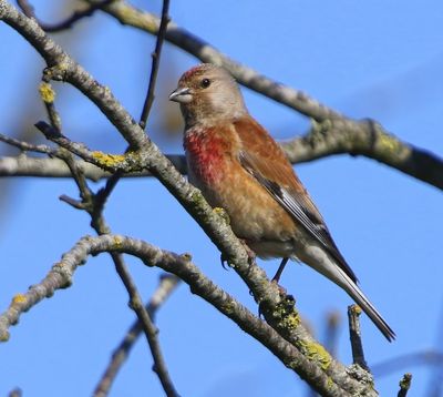 Kneu - Common Linnet