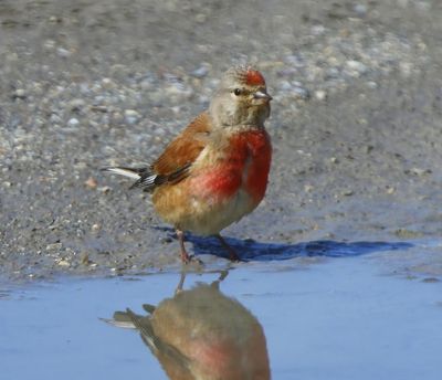 Kneu - Common Linnet