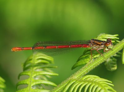 Koraaljuffer - Small Red Damselfly