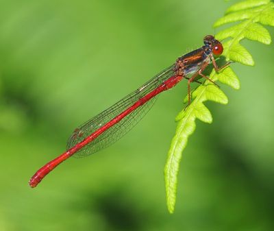 Koraaljuffer - Small Red Damselfly