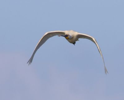Lepelaar - Eurasian Spoonbill