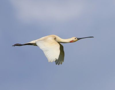 Lepelaar - Eurasian Spoonbill