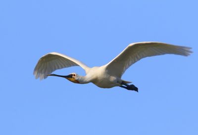 Lepelaar - Eurasian Spoonbill