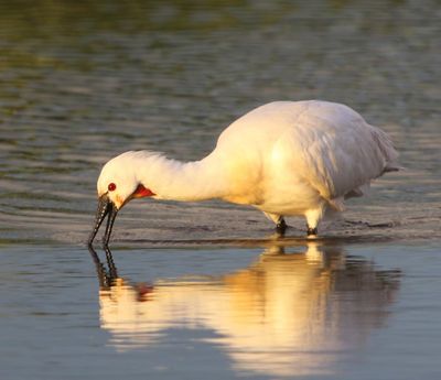 Lepelaar - Eurasian Spoonbill