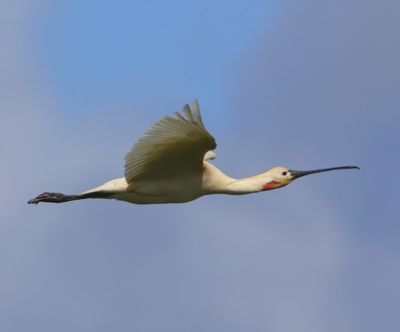 Lepelaar - Eurasian Spoonbill