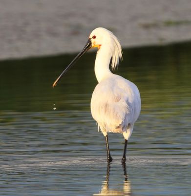 Lepelaar - Eurasian Spoonbill
