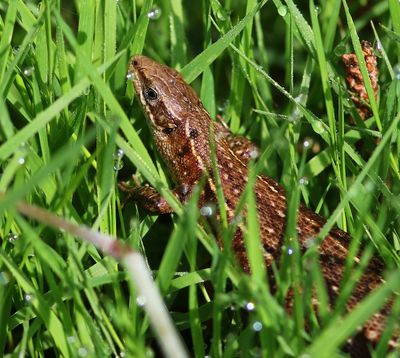 Levendbarende Hagedis - Viviparous Lizard