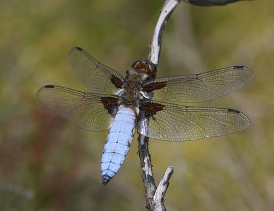 Platbuik - Broad-bodied Chaser