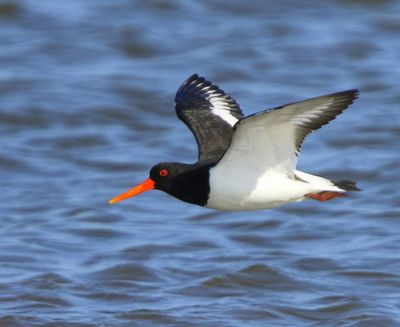 Scholekster - Eurasian Oystercatcher