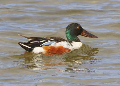 Slobeend - Northern Shoveler