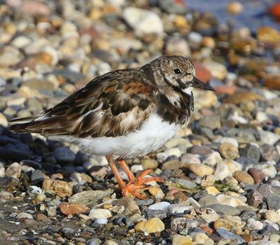 Steenloper - Ruddy Turnstone