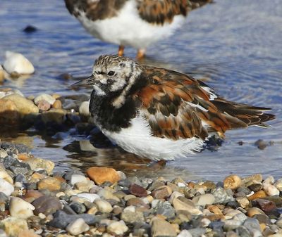Steenloper - Ruddy Turnstone