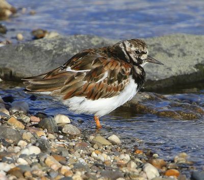 Steenloper - Ruddy Turnstone