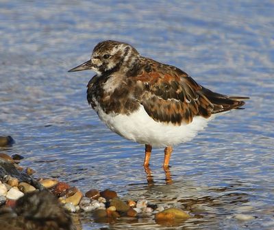 Steenloper - Ruddy Turnstone