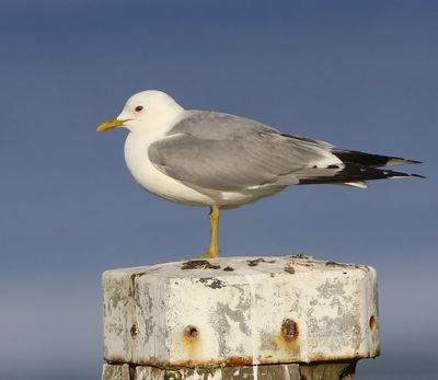 Stormmeeuw - Common Gull
