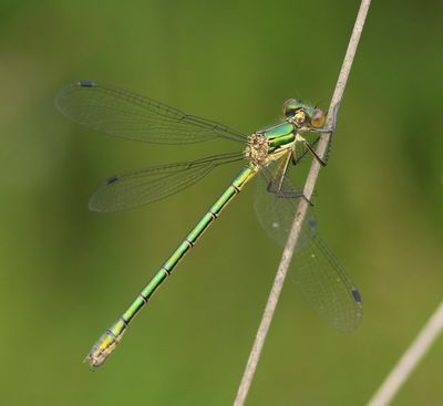 Tangpantserjuffer - Scarce Emerald Damselfly