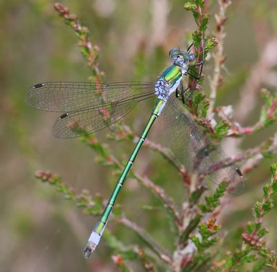Tangpantserjuffer - Scarce Emerald Damselfly