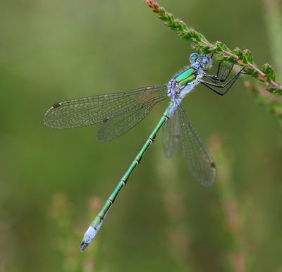 Tangpantserjuffer - Scarce Emerald Damselfly