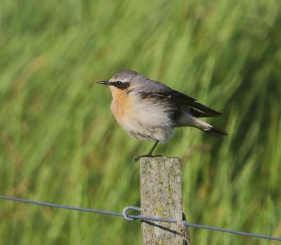 Tapuit - Northern Wheatear