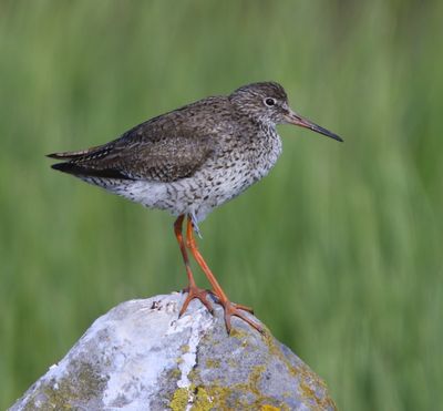 Tureluur - Common Redshank