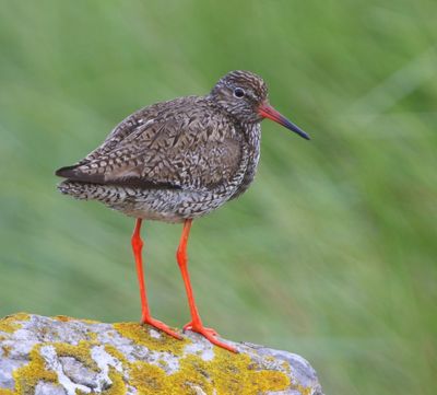 Tureluur - Common Redshank