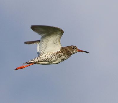 Tureluur - Common Redshank