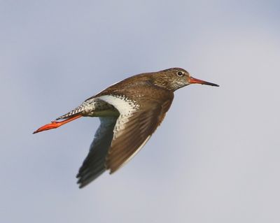 Tureluur - Common Redshank