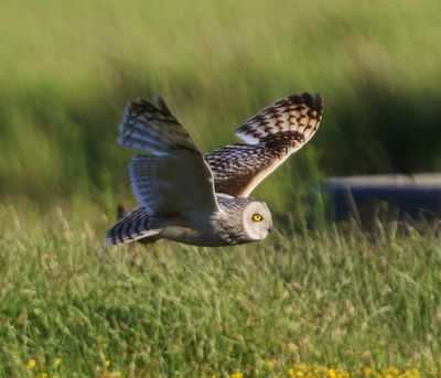 Velduil - Short-eared Owl