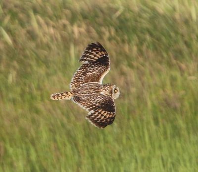 Velduil - Short-eared Owl