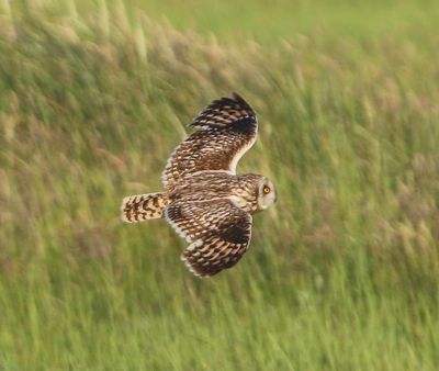 Velduil - Short-eared Owl