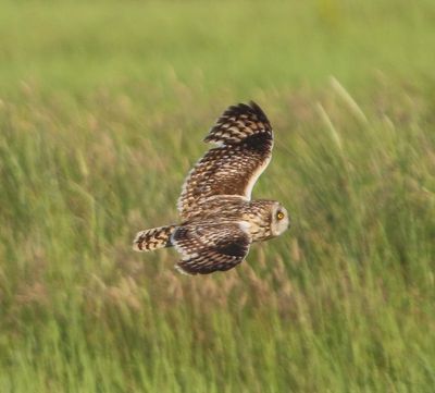Velduil - Short-eared Owl