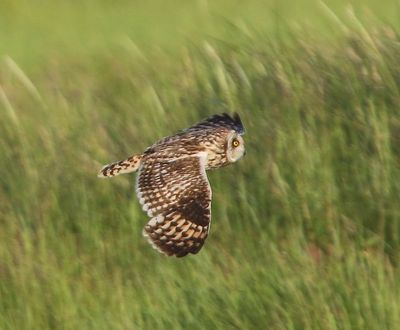 Velduil - Short-eared Owl