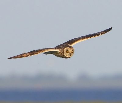 Velduil - Short-eared Owl