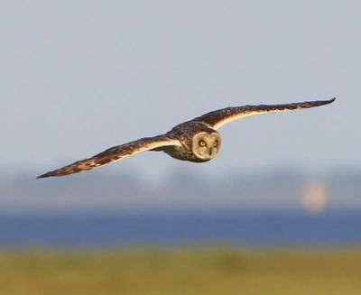 Velduil - Short-eared Owl