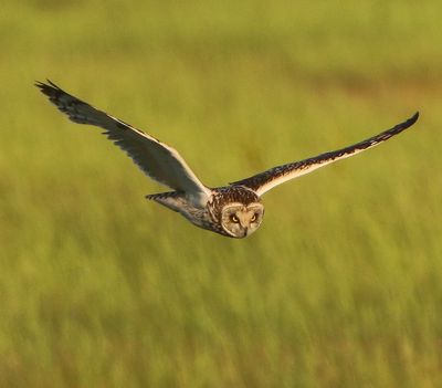 Velduil - Short-eared Owl
